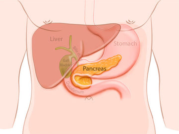 Featured Article: Digestive Enzymes and the Impact of Their Deficiency on Your Body